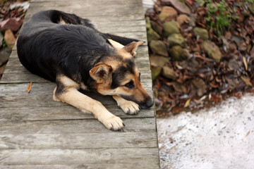 Waiting sad dog. Big dog  lying on the wood bridge. Waiting or Loneliness concept. The Dog missing his owner. Selective focus.