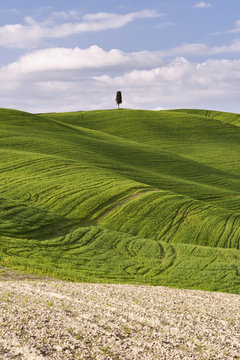 Albero solitario nella campagna Toscana presso Torrenieri