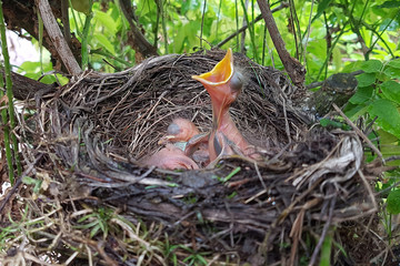 Amselnest, Amsel, Turdus, merula, Schwarzdrossel