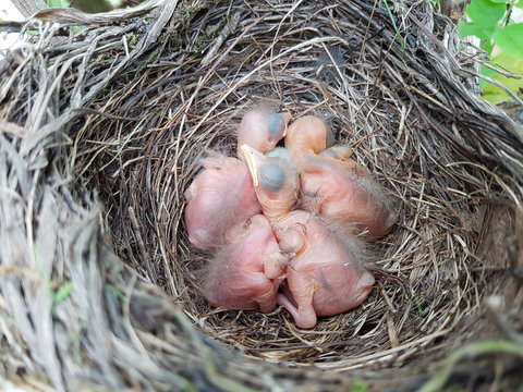 Amselnest, Amsel, Turdus, merula, Schwarzdrossel