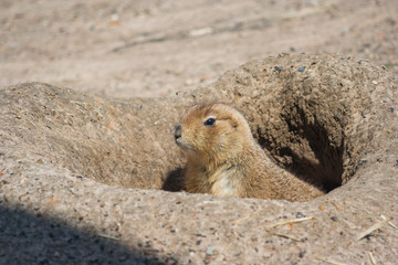 Ground squirrels also known as Spermophilus looking from its  hole