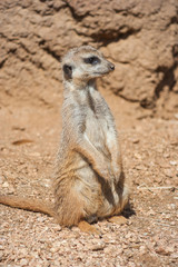 Fototapeta premium Meerkat standing alert in the desert environment