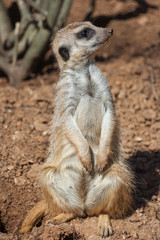 Meerkat standing alert in the desert   environment