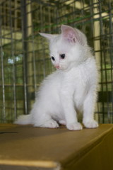 Colonia felina