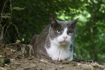 Colonia felina