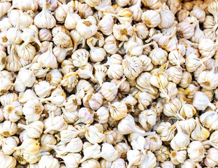 Garlic. Background and texture