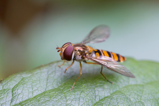 Closeup of a hoverfly, or syrphid fly (Syrphidae family) on a green leaf.