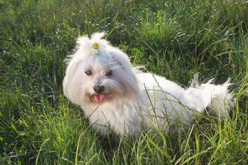 White dog in the green grass - Bichon Maltese Dog Breed - 113467829