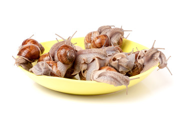 live snails in a plate on the white background