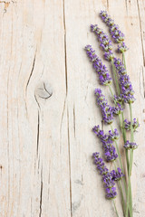 Fototapeta premium Fresh lavender flowers