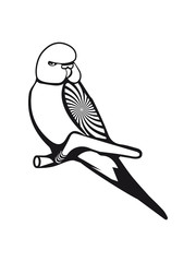 wellensittich pattern evil