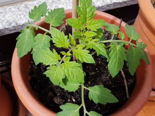 Tomaten; Lycopersicon, esculentum, Sproessling