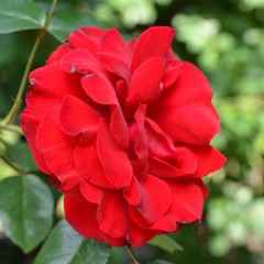 Kletterrose - Rote Rosenblüte erblüht im Garten 