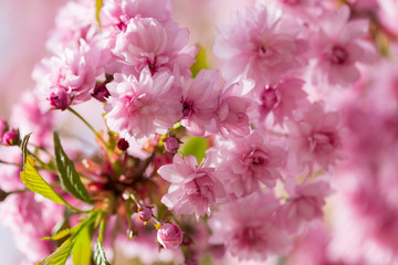 Macro image of fresh pink flowers of sakura tree, natural floral background, suitable for greeting card or calendar