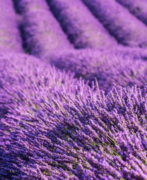 Fototapeta Lavender flowers field rows, vertical, Provence, France