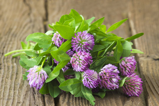 Bunch of clover on wooden background
