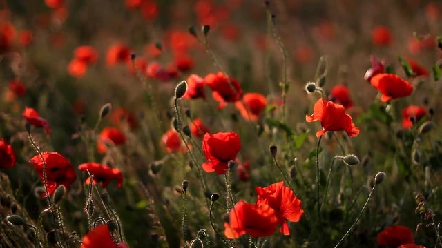 Poppies in field swaying in wind at sunset
