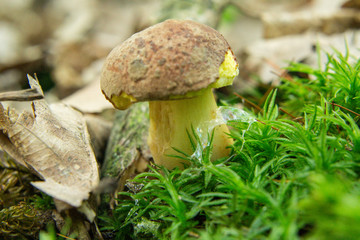 Mushroom