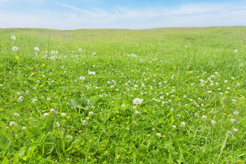 Fototapeta premium field summer landscape