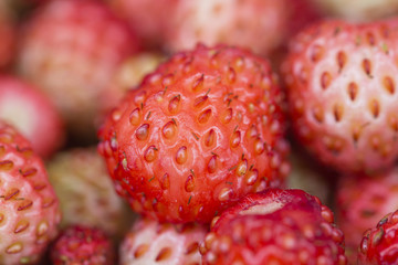 Forest berry - strawberries