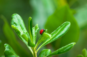 Fototapeta premium Ladybug on a leaf