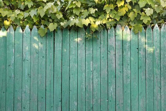 wooden texture, wooden fence, barrier, plants, flora, vine, dach