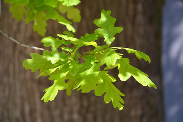 Branch with young leaves of an oak of .petiolate (Quercus robur