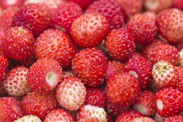 Forest berry - strawberries