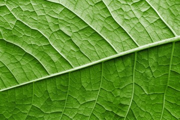 texture surface leaf plant of green color