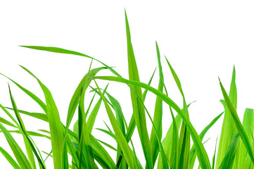Green grass closeup isolated on white