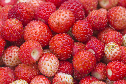 Forest berry - strawberries