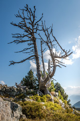 Arbres morts près des pistes de ski de Chamrousse en été