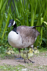 Kanadagans mit Kücken (Branta canadensis)