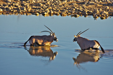 Oryx inthe waterhole