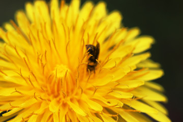 macro photo of a dandelion flowers and bumble bee