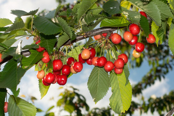 Kirschbaum-Kirschen am Baum