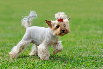 Yorkshire Terrier dog