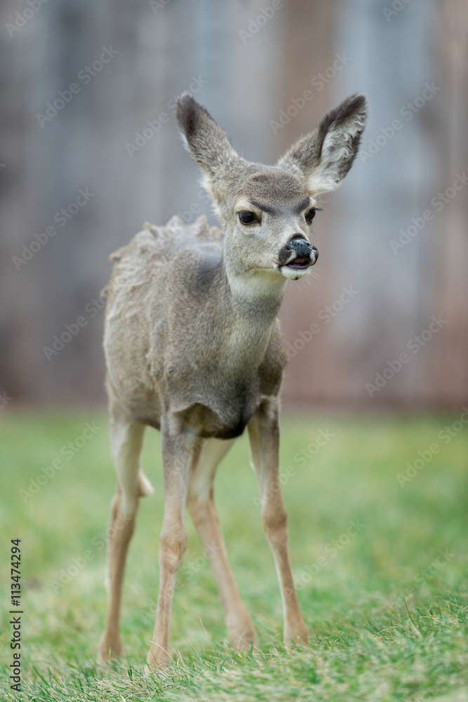 Sticker Pronghorn fawn (Antilocapra americana) standing in grass