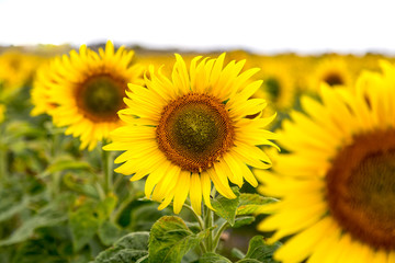 Obraz premium viele Sonnenblumen auf einem Feld