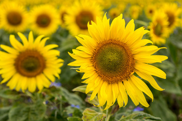 viele Sonnenblumen auf einem Feld