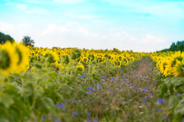 Obraz premium viele Sonnenblumen auf einem Feld