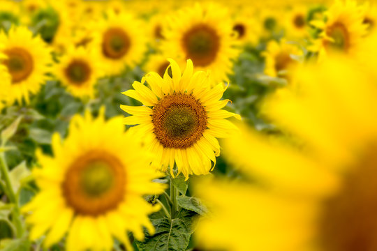 viele Sonnenblumen auf einem Feld