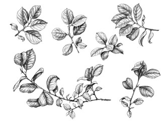 Branches with leaves set