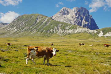 Fototapeta na wymiar Cow at Gran Sasso