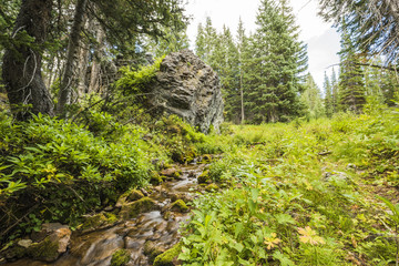 Spring or stream in the Wasatch National Forest Albion Basin in Utah, by Salt Lake City
