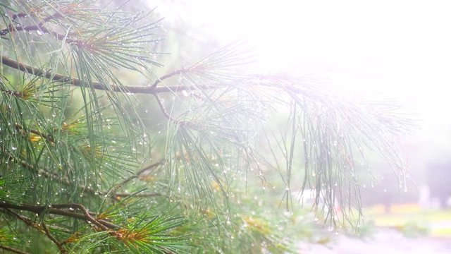 Trees In Heavy Rain heavy rain Thuja tree
