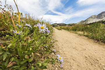 Showy Daisy/Fleabane wildflowers near a dirt road in alpine meadows in Albion Basin close to Salt Lake City