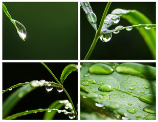Closeup with waterdrops on fresh green leaves (collage)