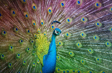 Naklejka premium Peacock spreading its tail: colours of the rainbow
