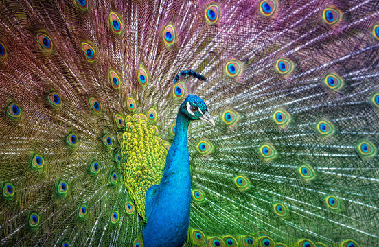 Peacock spreading its tail: colours of the rainbow